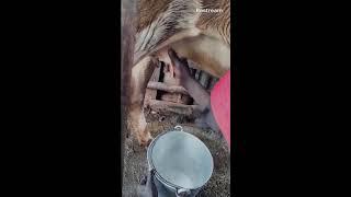 Milking #live #livestream #livestreaming #shorts #trending