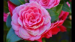 How to grow Camellia plant in pot