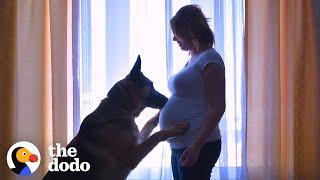 Dog Patiently Waits For His Baby Brother To Grow Up | The Dodo