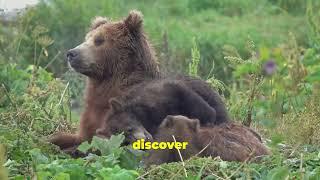 Bear Wisdom Life Lessons from the Wild