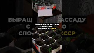 Рассада будет 100%, способ из СССР #сад #огород #урожай #дача