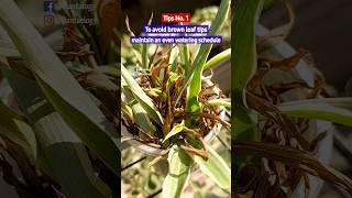 3 Tips to STOP Brown Tips on Spider Plant - Spider Plant Care Indoor