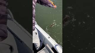 Flathead Fishing #fishingvideo #shorts #fishing #boating