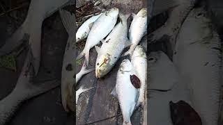 Live hilsa fish 