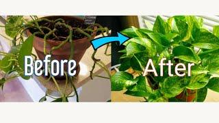 How to Propagate Pothos Vine