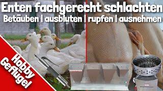 Enten fachgerecht schlachten | Betäuben, ausbluten, rupfen & ausnehmen | Geflügel schlachten Teil 1