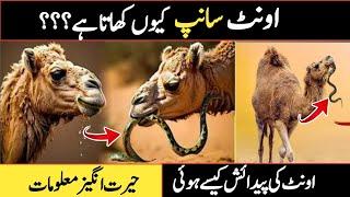 Why Camel   Eat Snack in Urdu || How was the Camel Born? || @asikidunia