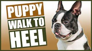 BOSTON TERRIER PUPPY TRAINING! How To Train Your Boston Terrier To Walk To Heel!