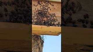 The swarm trap has caught some bees oddly at the end of July. Feisty one's! #tinyfarm #beekeeping