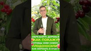 #обрезкадерева #обрезкаяблони #обрезкагруши #обрезкасливы #обрезкавесенняя #обрезкасада #юмор
