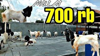 SEMUA ADA KAMBING EKONOMIS BERKUALITAS MULAI 700RB