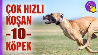 Asla kaçamayacağınız 10 köpek ırkı | İlginç bilgiler | Aklında olsun