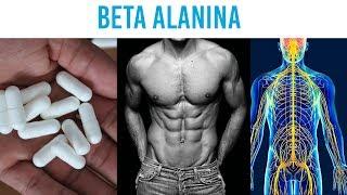 Beta alanina ¿Cómo funciona? fisiológicamente