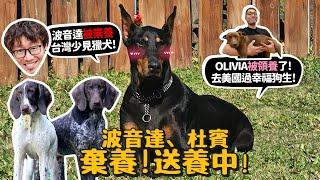 【德爺中途】波音達!杜賓送養中!三狗可憐身世?Olivia被領養了!去美國過幸福狗生!【許伯簡芝】