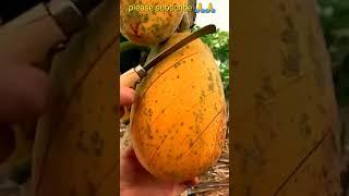 #cutting of papaya fruit, powerful creations 123