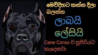 How to feed my Cane Corso ​​good food for low budget කොහොමද මගේ Cane Corso ට ලාබෙට හොදට කන්න දෙන්නේ