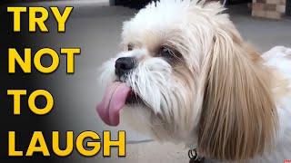 Happy Happy Dogs Compilation  Try Not to Laugh Challenge!