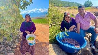 KÖYDE TAZE İNÇİR HASADI REÇEL  100 YILLARDIR KÖY KADINLARI TOPLADIĞI ŞİFA YEMEĞİ