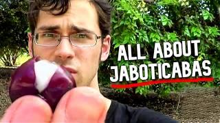 JABOTICABA RAINBOW! - All About The MANY Varieties of This Fruit