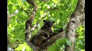 Lumholtz Tree Kangaroo - Atherton Tablelands