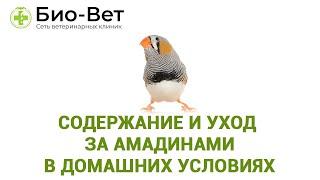 Амадины - Содержание и Уход в Домашних Условиях // Сеть Ветклиник БИО-ВЕТ