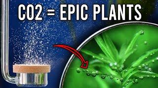 An Essential Guide to Aquarium CO2 Injection
