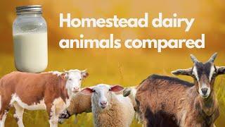 Cow milk vs Sheep milk vs Goat milk (+ How to Milk a Sheep)