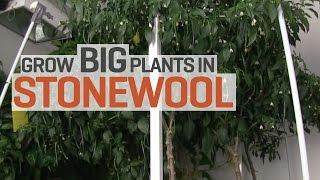 Grow Big Plants in Rockwool with Hydroponics!