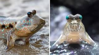 Mudskipper  The Fish That Walks on LAND!