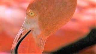 West Indian Flamingos Make Shrimp Soup | Wild Caribbean | BBC Earth