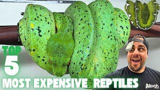 Top 5 MOST Expensive Reptiles In MJ's Private Collection | MorphMarket Vlog-02