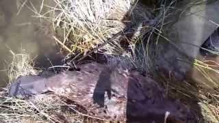 Beaver double foothold catch results