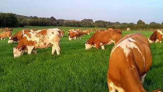 Heifers in New Grass