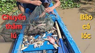 1262 l Đặt lú cuối mùa nước dính cá lóc thấy ham l Fish