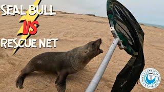 Seal Bull Versus Rescue Net