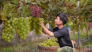 2 year living in forest, Harvest grape  to market sell. Earn money, Preparing build new house