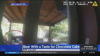 Bear invades Simi Valley home; devours chocolate cake, tangerines and more