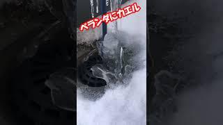 【北海道札幌】ベランダに氷のカエル現る！？#shorts