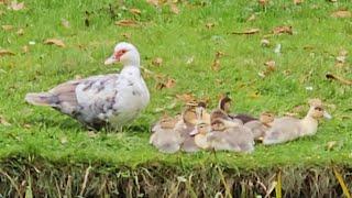 Baby muscovy ducks