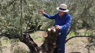 Poda de olivar sistema tradicional de Jaen #2 . Selección y reducción de troncones en un olivo.