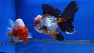 Show Quality Fancy Goldfish! Oranda and Ranchu.