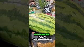 Watermelon #garden #watermelon #agriculture #gardening