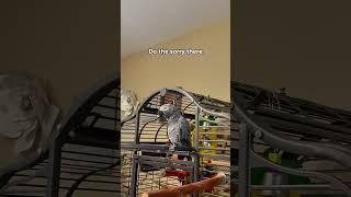 Sorry…not sorry! Now squawk off!’ — My parrot, everyone  #funnyparrot #bird #talkingparrot #parrot