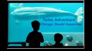 Twins Adventure at Chicago Shedd Aquarium跟着双胞胎兄弟一起参观芝加哥赛德水族馆