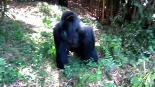 Very close encounter with a silverback gorilla in Rwanda