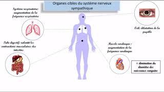 Le système nerveux autonome (SNA)