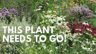 7 Great Pollinator Plants and 1 That Has To Go