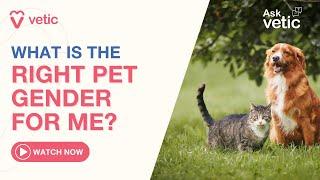 Choosing the right pet gender l Male vs Female Pets l Myths about female pet breeds.