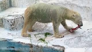 The  Polar Bear- Beautiful but also.Deadly and Carnivorous!