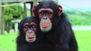 the great ape project documentary